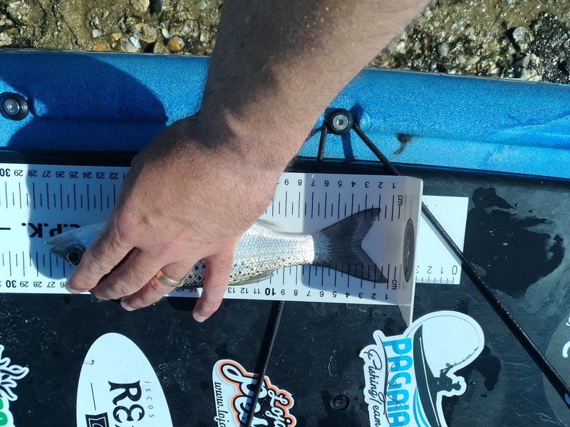Fish Measure Picture